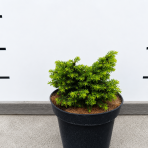 Smrek obyčajný (Picea abies) ´LITTLE GEM´ – výška 5-10 cm , ø 10-15 cm, kont. C2L